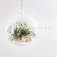 full image Air Plants Tillandsia DIY Terrarium Kit " White Sand Beach " by Joinflower