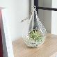 detail image3 Tillandsia Air Plants Hanging Teardrop glass Ionantha set by Joinflower Joinfolia
