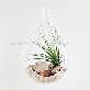 detail image2 Air Plants Tillandsia Terrarium Set " Desert Juncifolia " by Joinflower Joinfolia