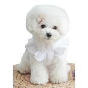 La Beaute Crop Sleeveless (White / M size)