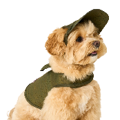 COCOGIO Cork Dog Hat_khaki