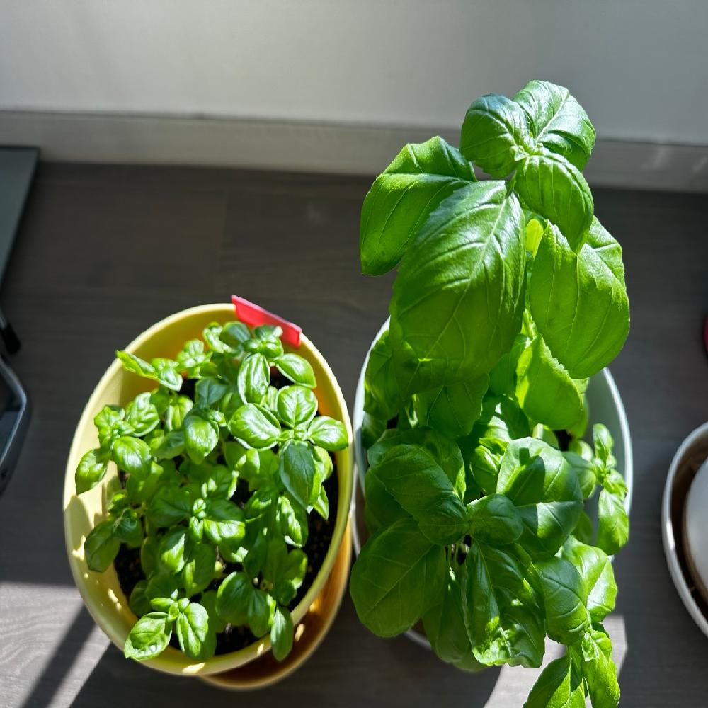 Photosynthesis enhancer, Promotor